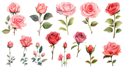 a collection of watercolor roses flowers isolated on a transparent background, generative ai