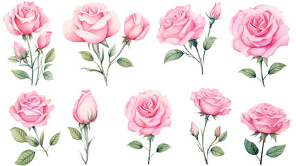 a collection of watercolor roses flowers isolated on a transparent background, generative ai