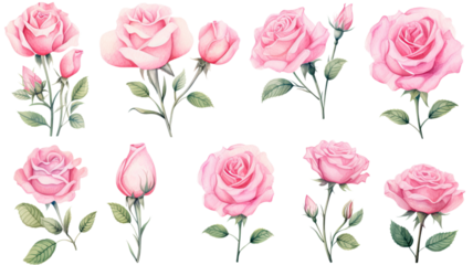 a collection of watercolor roses flowers isolated on a transparent background, generative ai