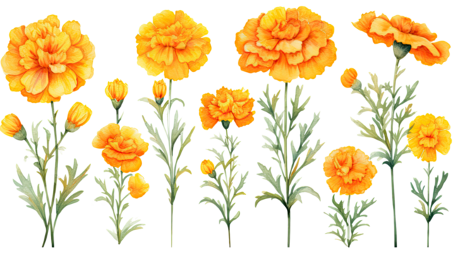 a collection of watercolor marigolds flowers isolated on a transparent background, generative ai