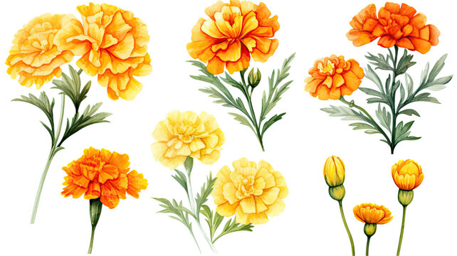a collection of watercolor marigolds flowers isolated on a transparent background, generative ai