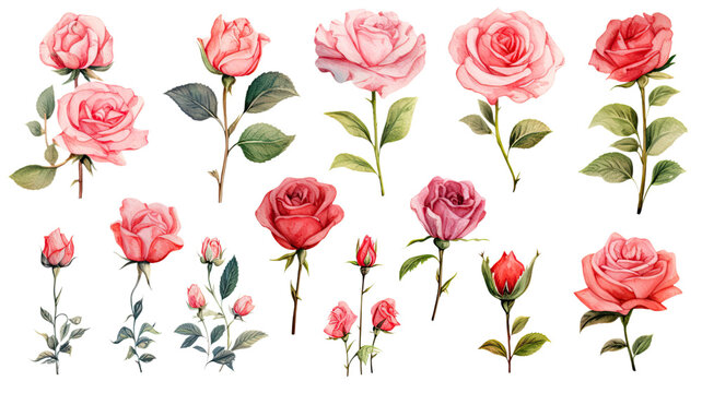 a collection of watercolor roses flowers isolated on a transparent background, generative ai