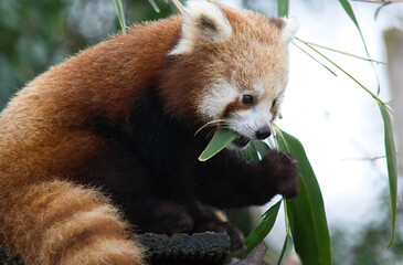 Fluffy red cute panda eating leaves