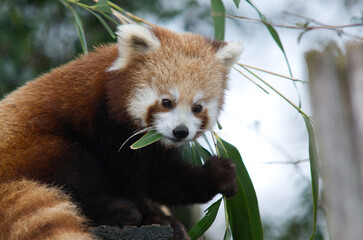 Fluffy red cute panda eating leaves