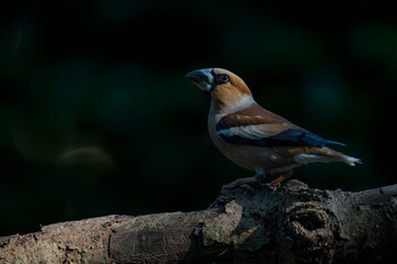 Beautiful Hawfinch (Coccothraustes coccothraustes) on a branch in the forest of Noord Brabant in the Netherlands. Dark background.                                                           