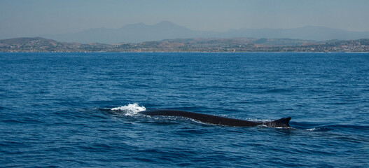 Fin Whale surfacing off San Clemente