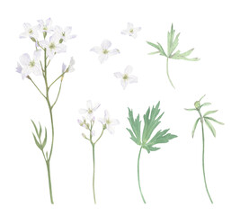 Set of summer flowers hand drawn in watercolor.