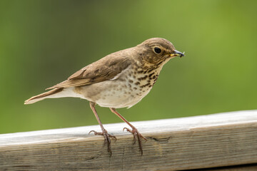 Swainson's Thrush with lunch