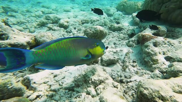Indian Ocean Steephead parrotfish swimming over tropical coral in search of food in the coral garden on the reef of a Maldives island