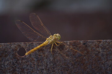 dragonfly close up