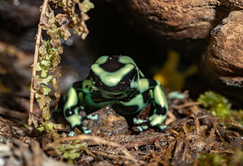 Coloring tree climber. Dendrobates auratus. Close-up.