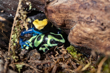 Coloring tree climber. Dendrobates auratus. Close-up.