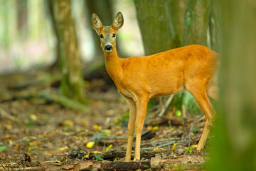 Sarna europejska (Capreolus capreolus) © Grzegorz