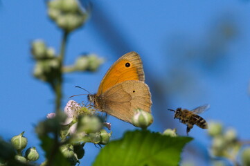 Butterfly Maniola jurtina aka The meadow brown and the honey bee Apis mellifera on blackberry. Czech republic nature.