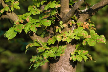 Aesculus hippocastanum tree aka horse chestnut invaded by Cameraria ohridella vermin insect. Tree...