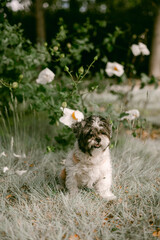 Fototapeta premium Shih Tzu at the park