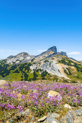 Obraz premium Black tusk mountain on a clear day