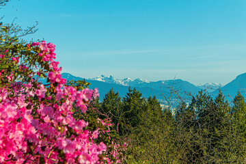 Mountain view from a park with flowers