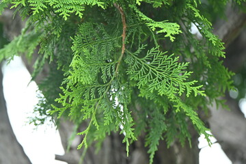 Japanese cypress ( Hinoki cypress ) Leaves and unripe cones. The white stomata on the underside of the leaves are Y-shaped, and the cones ripen to reddish brown in autumn.