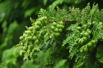 Japanese cypress ( Hinoki cypress ) Leaves and unripe cones. The white stomata on the underside of...