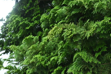 Japanese cypress ( Hinoki cypress ) Leaves and unripe cones. The white stomata on the underside of...