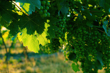 Bunch of green grapes hanging on vines in a vineyard