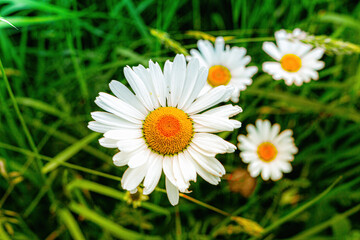 Common daisy close-up with three more daisies and green grass in the background