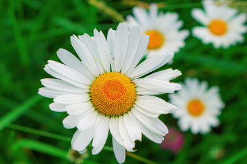Fototapeta premium Common daisy close-up with three more daisies and green grass in the background