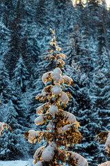 Snow covering branches of a tree