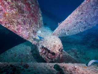 Wall murals Shipwreck Marine propeller of the ship wreck the wreck of the SS Thistlegorm in the Red Sea, Egypt.  Underwater photography and travel.