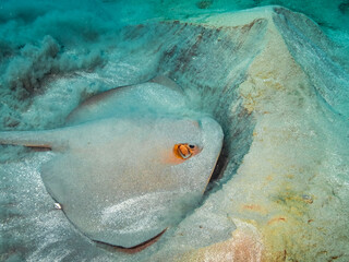 Large stingray sifting trough sand in the Red Sea, Egypt.  Underwater photography and travel.