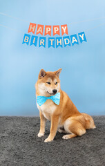 Red shiba inu puppy and Birthday flags