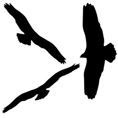 set of hawk silhouettes
