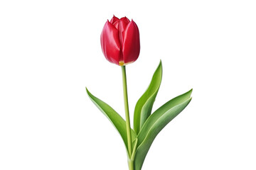 red Tulip, generative IA