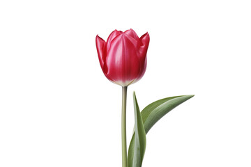 Obraz premium red Tulip, generative IA