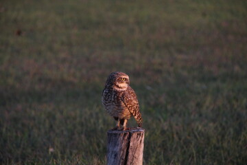 Coruja buraqueira pousada em tronco