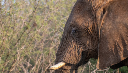 Fototapeta premium Closeup detailed profile of a young elephant