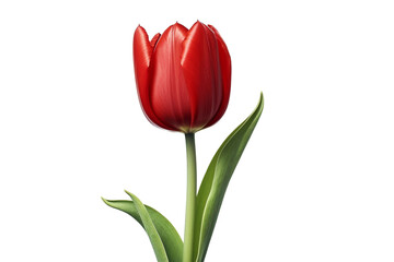 Obraz premium red Tulip, generative IA