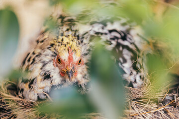Fototapeta na wymiar chicken in the farm