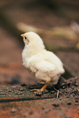 chicken in the farm