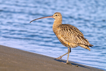 A curlew walking on a beach near Moss Landing, California.