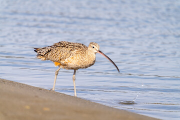 A curlew on a beach near Moss Landing, California.