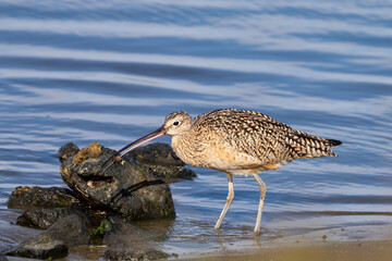 A curlew foraging on the shore near Moss Landing, California.