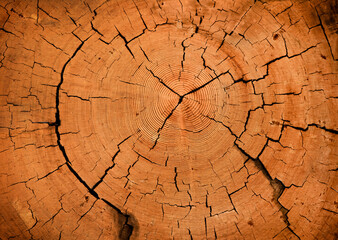 Close up end grain tree stump wood rings pattern with natural cracks and rustic aged finish - 618948701
