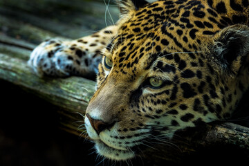 close up portrait of a leopard