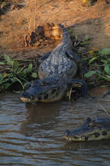 Jacaré do pantanal, em poconé, mato grosso