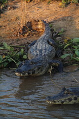 Jacaré do pantanal, em poconé, mato grosso