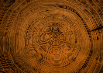 Detailed blue cut wood tree background with circle growth rings pattern - 618950574