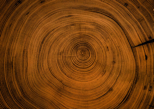 Detailed blue cut wood tree background with circle growth rings pattern