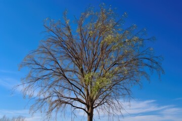 Fototapeta na wymiar sprouting tree with wispy leaves and blue sky in the background, created with generative ai